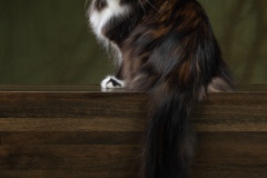 Maine Coon - BWild - Int. Ch. Havana Lyubvik - 7694_for_print