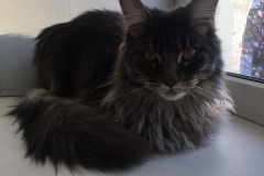 Maine Coon - Golden Freesia - Indigo Jim Golden Freesia (BA017CC2-1CA1-482F-A04F-69C9CAF0245D)