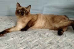 Mekong Bobtail - - Kandry Line Kiki - unnamed-file