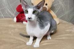 Peterbald - - Julia Enisei Bakst Only My - WeChat-Image_20200225105228