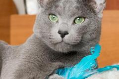 Russian Blue - Fluffy Dream - Cephei Blue Star - IMG-20191115-WA0005
