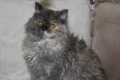 Selkirk Rex - Pride Fansimo - Feya Pride Fansimo - unnamed-file