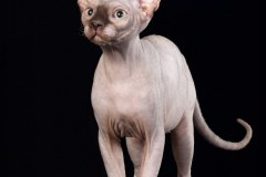 Sphynx cat - Perfect Line - IRIS VICTORY STAR - unnamed-file