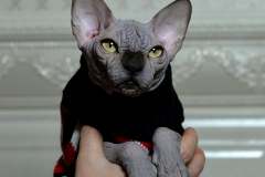 Sphynx cat - Perfect Line - JOSER DIAMOND - unnamed-file