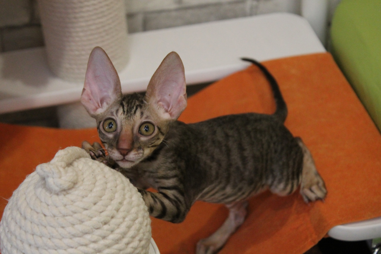 Cornish Rex - Siberian Daimond - Yasniye-Ochi Listik - IMG_0497