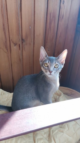 Abyssinian cat - - Соник - IMG_20200928_165554_245