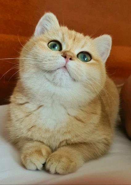 British Shorthair - GOLDEN ORANGE - Selena - 20201113_145146