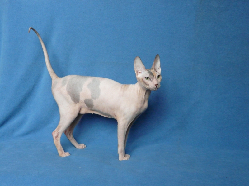 Devon Rex - Nibori - Queen Nibori - P1200829