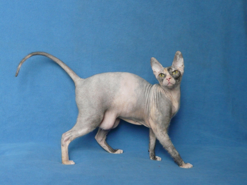 Devon Rex - Nibori - Sabrina Nibori - P1200807