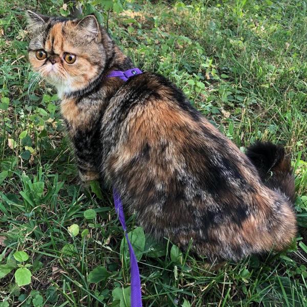Exotic Shorthair - - Petti iz Doma Afrodite - Петти (2) (1)