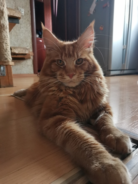 Maine Coon - - Barristan BWild - IMG_20201015_144429