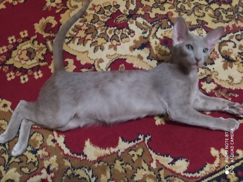 Oriental Shorthair - - Максимилиан - 1 (1)