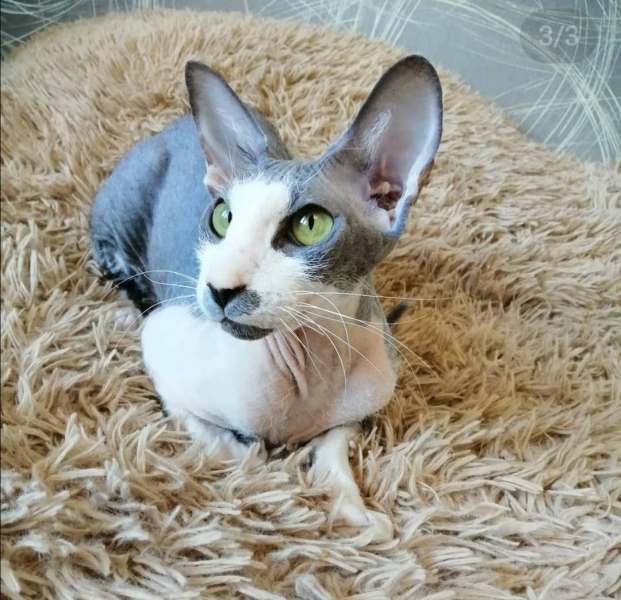 Peterbald - Kotomirus - Julia Enisei Bakst Only My - WeChat-Image_20201110165158