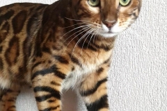 Bengal cat - - Amaty Cay Cerius - 20200509_102208_capture