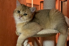 British Shorthair - Achilles Clan Gold - ACHILLES KISINAGOLD - 3492289D-CD96-44FF-BD00-124BA800CCC7