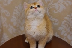 British Shorthair - Goldobina Inna - Marseille - 20201108_002346