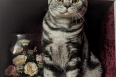 British Shorthair - Silver whale - Vice Silver whale - IMG_20201112_180912