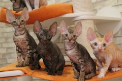 Cornish Rex - Yasniye-Ochi - Yasniye-Ochi L - IMG_0150