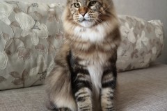 Maine Coon - BWild - JCh Indigo Largowinch - WipeOut55_16_2020_055512.215000