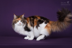 Maine Coon - MakAlina - MakAlina Pumpkin Pie - AC3239A0-F545-4AC8-AC37-9575B4961046