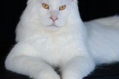 Maine Coon - Vaal Gat - Dreamcatcher-KZ Kaiowa for Vaal Cat - КАЙ