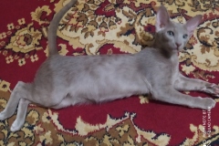 Oriental Shorthair - - Максимилиан - 1 (1)