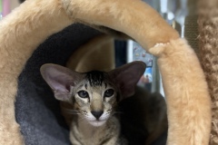 Oriental Shorthair - - Bessie Emerald Look - 718C2526-455A-4F6F-A872-69D7C50FE433