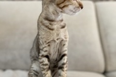 Oriental Shorthair - Novacat - Eris Marseille Kotomirus - 26CB0C04-A9E6-4209-9ADE-2006F2FEB045