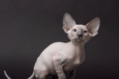 Peterbald - Kotomirus - Izabella Kotomirus - IMG_20201110_160855_864