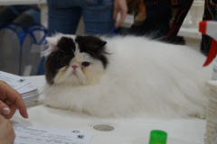 DSC06872