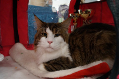 DSC07066