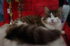 DSC07068