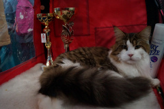 DSC07071