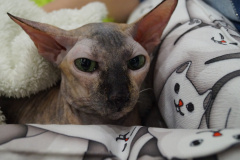 DSC07726