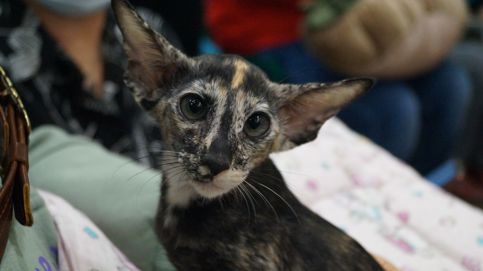 DSC08464