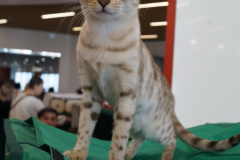 DSC08018