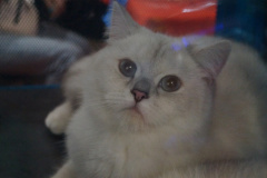 DSC08019
