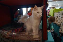 DSC08031