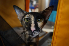 DSC08043