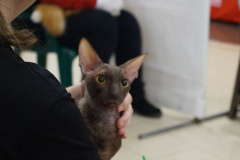 DSC08222