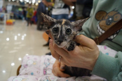 DSC08353