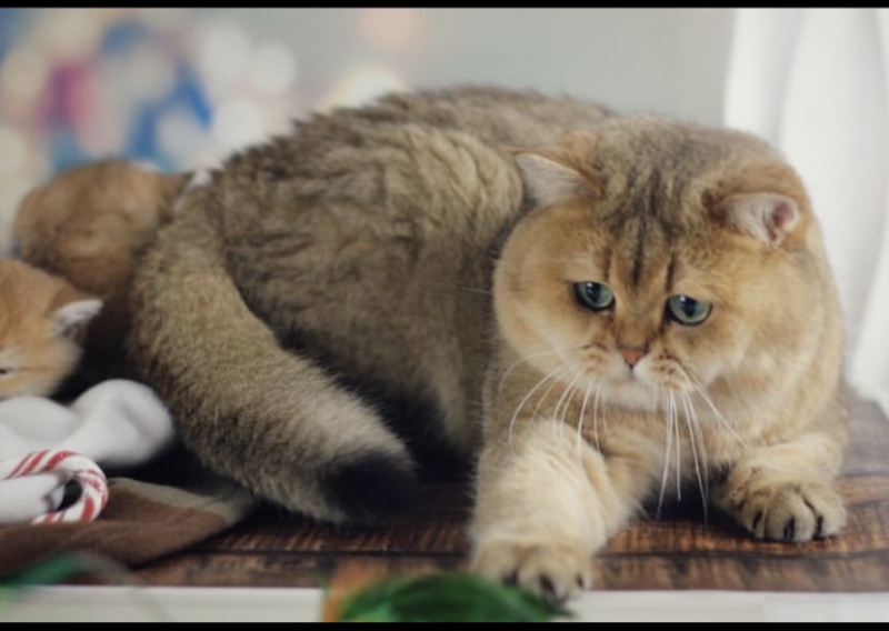 British Shorthair - Briden Gem - PATRICK ELITE BRITON - F811F705-00F8-40A4-85F5-415062F04BC8