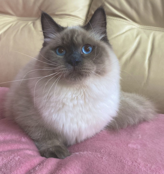 Siberian cat - SANTA FELINA - Gigantism iz Lukomoriay - 7A92EDA6-4112-484B-9377-69A8F78BC154