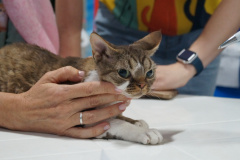 DSC03778