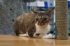 DSC04463