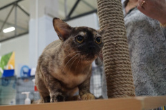DSC04520