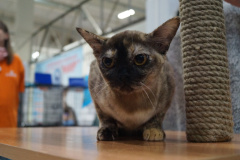 DSC04521