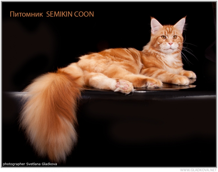 Best Line nsk Another Red 1