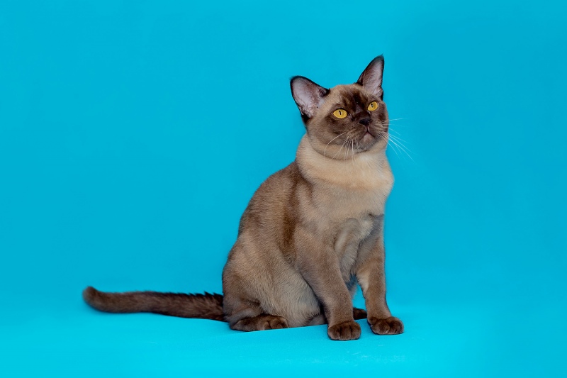 Burmagesty - Burmaleus Boss 1