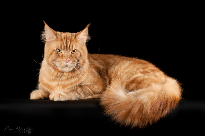 Vaal Gat - Artemida SherHan of Vaal Gat